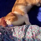 ذكر اكزوتيك سكوتش فولد