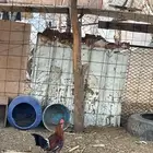 ديكه بلدي للبيع
