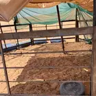 شبوك درف العدد 7
