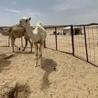 بكار طيبه للبيع