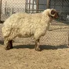 خروف شرط القريع