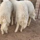 ذبايح