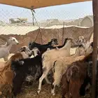 تيوس وجفار عددها 25