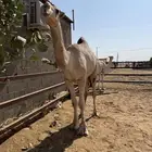 قعدان حواكم على التحليل