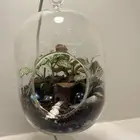 غابة استوائية صغيرة