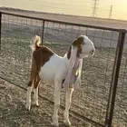 تيس هولندي