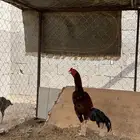 ديك باكستاني