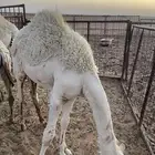 لبيع حاشي بري