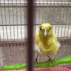 كناري ملفوف جميل لايعاني من اي امراض صحة جيدة محجل ذكر