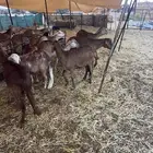 ضان سواكن دفيع شرط