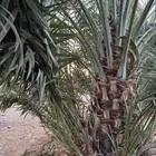 صنية روثانة للبيع