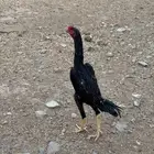 ديك شامو الماني
