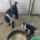 عنز والد معها جفره