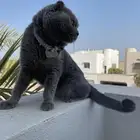 قط سكوتش بلو للبيع