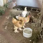 دجاج للبيع