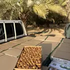 مفتل سكري وجلكسي خراف يومي بسعر 35 ريال