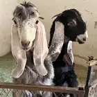 معزا تيوس للبيع