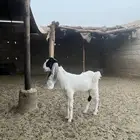 عناق صنف