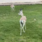 جوز غزال الريم العمر سنه و 7 شهور