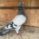 حمام زاجل سباق