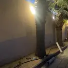 نخل واشنطونيو للبيع 12 حبه