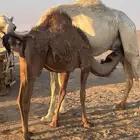 بكره