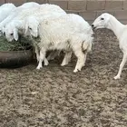 القصيم