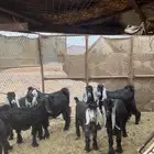 تيوس