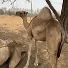 حاشي للبيع
