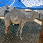بكره