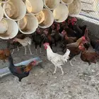 ديوك شباب صغار وسمان وصحة شرط