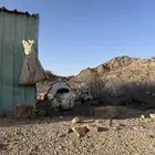 دجاج رومي نوادر