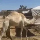 قعود للبيع الحد2800
