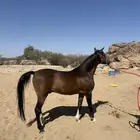 حصان