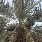 نخل خضري