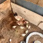 دجاجه بفروخها بالخرج