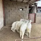 طليان للبيع