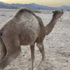 قعود العمر 8 شهور للبيع