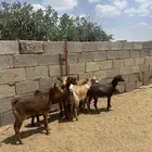 عنقان للبيع