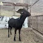 تيس مورسيانو بيور اصل