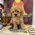 كلاب توي بودل