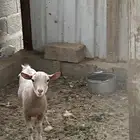 تيس قزمي