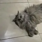 بس لتبني
