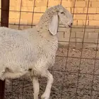 طلي باكستاني على حري