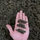 عود كلمنتان بنتلي طبيعي محسن فاخر