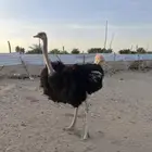 سليم شرط