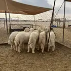 ذبايح حري 6