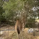 قعود للبيع