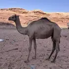 قعود طيب