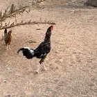 ديك فخم ونادر بالخرج